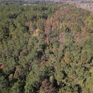 Photo #10 of SOLD property in Off Richland Drive, Pembroke, NC 10.4 acres