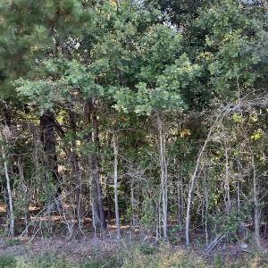 Photo #17 of SOLD property in Off Wilmington Highway, Orrum, NC 4.7 acres