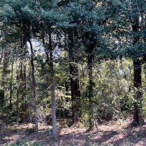 Photo #18 of SOLD property in Off Wilmington Highway, Orrum, NC 4.7 acres