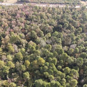 Photo #11 of SOLD property in 1315 Bull Street, Garland, NC 8.6 acres