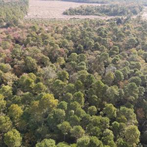 Photo #12 of SOLD property in 1315 Bull Street, Garland, NC 8.6 acres