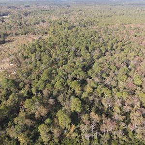 Photo #6 of SOLD property in 1315 Bull Street, Garland, NC 8.6 acres