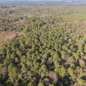 Photo #7 of SOLD property in 1315 Bull Street, Garland, NC 8.6 acres