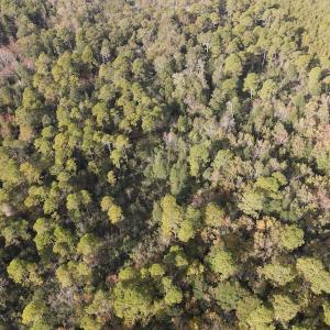Photo #10 of SOLD property in 1315 Bull Street, Garland, NC 8.6 acres