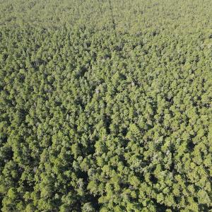 Photo #5 of Off Adams Creek, Havelock, NC 1,287.0 acres