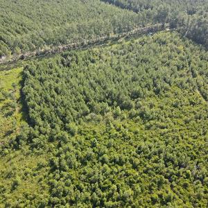 Photo #6 of Off Adams Creek, Havelock, NC 1,287.0 acres