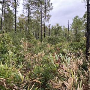 Photo #10 of Off Adams Creek, Havelock, NC 1,287.0 acres