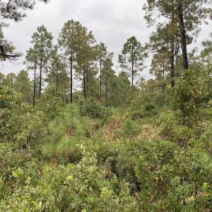 Photo #11 of Off Adams Creek, Havelock, NC 1,287.0 acres