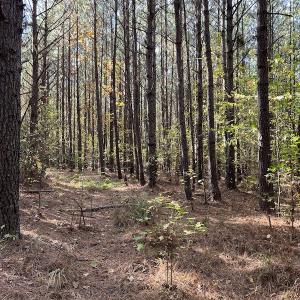 Photo #22 of SOLD property in 626 Manning Road, Valentines, VA 27.5 acres