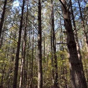 Photo #23 of SOLD property in 626 Manning Road, Valentines, VA 27.5 acres
