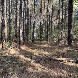 Photo #24 of SOLD property in 626 Manning Road, Valentines, VA 27.5 acres