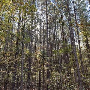 Photo #29 of SOLD property in 626 Manning Road, Valentines, VA 27.5 acres