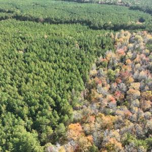 Photo #8 of SOLD property in 626 Manning Road, Valentines, VA 27.5 acres