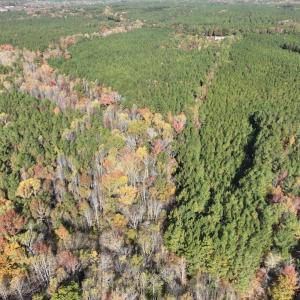 Photo #11 of SOLD property in 626 Manning Road, Valentines, VA 27.5 acres