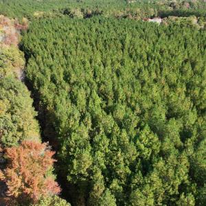 Photo #12 of SOLD property in 626 Manning Road, Valentines, VA 27.5 acres