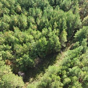 Photo #13 of SOLD property in 626 Manning Road, Valentines, VA 27.5 acres