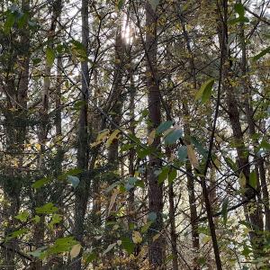 Photo #18 of SOLD property in 626 Manning Road, Valentines, VA 27.5 acres