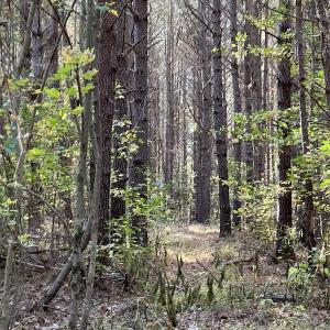 Photo #19 of SOLD property in 626 Manning Road, Valentines, VA 27.5 acres