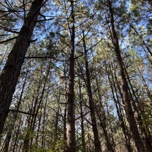 Photo #20 of SOLD property in 626 Manning Road, Valentines, VA 27.5 acres