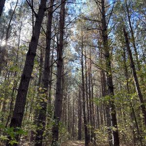 Photo #21 of SOLD property in 626 Manning Road, Valentines, VA 27.5 acres