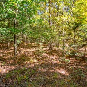 Photo #11 of SOLD property in Off Blanks Lane, Emporia, VA 20.2 acres