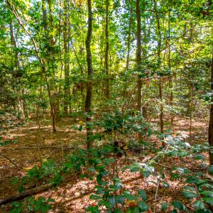 Photo #17 of SOLD property in Off Blanks Lane, Emporia, VA 20.2 acres