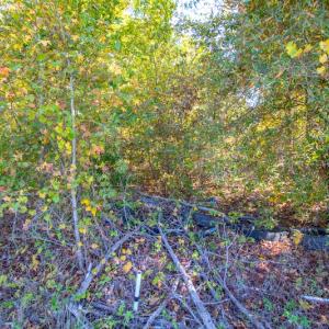 Photo #8 of SOLD property in Off Blanks Lane, Emporia, VA 20.2 acres