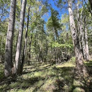 Photo #13 of SOLD property in Off Simms Bridge Road, Kittrell, NC 2.4 acres