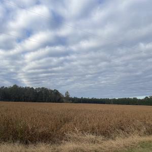 Photo #13 of SOLD property in 755 Racetrack Road, Nichols, SC 125.0 acres