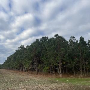 Photo #14 of SOLD property in 755 Racetrack Road, Nichols, SC 125.0 acres
