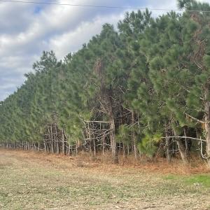 Photo #15 of SOLD property in 755 Racetrack Road, Nichols, SC 125.0 acres