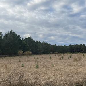 Photo #16 of SOLD property in 755 Racetrack Road, Nichols, SC 125.0 acres