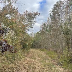 Photo #17 of SOLD property in 755 Racetrack Road, Nichols, SC 125.0 acres