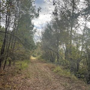 Photo #18 of SOLD property in 755 Racetrack Road, Nichols, SC 125.0 acres