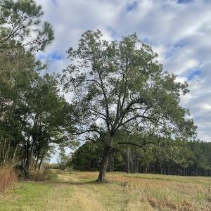 Photo #19 of SOLD property in 755 Racetrack Road, Nichols, SC 125.0 acres