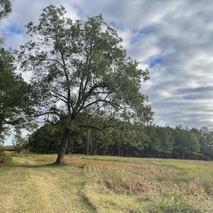 Photo #12 of SOLD property in 755 Racetrack Road, Nichols, SC 125.0 acres
