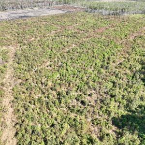 Photo #17 of SOLD property in Off US 264, Engelhard, NC 500.0 acres