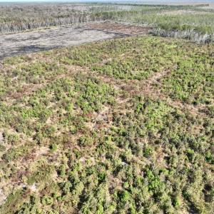 Photo #18 of SOLD property in Off US 264, Engelhard, NC 500.0 acres