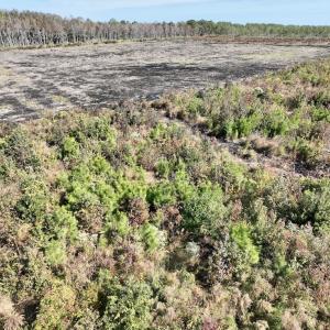 Photo #19 of SOLD property in Off US 264, Engelhard, NC 500.0 acres