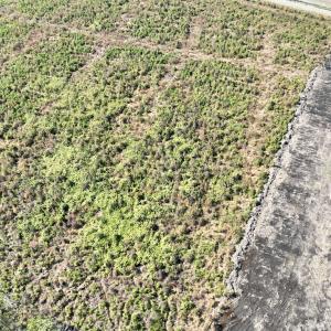 Photo #27 of SOLD property in Off US 264, Engelhard, NC 500.0 acres