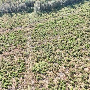 Photo #29 of SOLD property in Off US 264, Engelhard, NC 500.0 acres