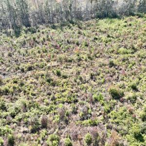 Photo #30 of SOLD property in Off US 264, Engelhard, NC 500.0 acres