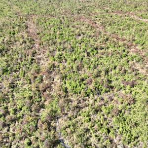 Photo #31 of SOLD property in Off US 264, Engelhard, NC 500.0 acres