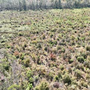 Photo #33 of SOLD property in Off US 264, Engelhard, NC 500.0 acres