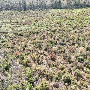 Photo #33 of SOLD property in Off US 264, Engelhard, NC 500.0 acres