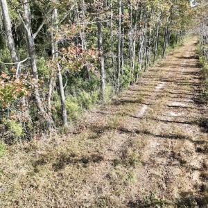 Photo #34 of SOLD property in Off US 264, Engelhard, NC 500.0 acres