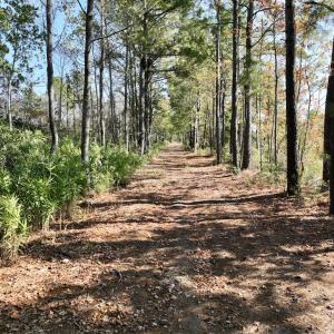 Photo #37 of SOLD property in Off US 264, Engelhard, NC 500.0 acres