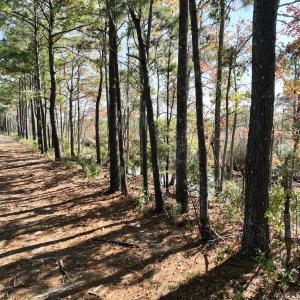 Photo #38 of SOLD property in Off US 264, Engelhard, NC 500.0 acres