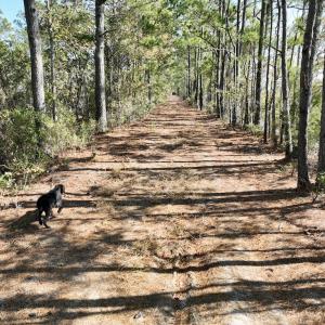 Photo #39 of SOLD property in Off US 264, Engelhard, NC 500.0 acres