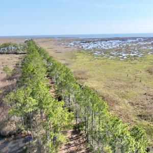 Photo #52 of SOLD property in Off US 264, Engelhard, NC 500.0 acres
